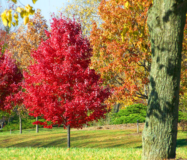 Red Autumn Tree          (public domain)