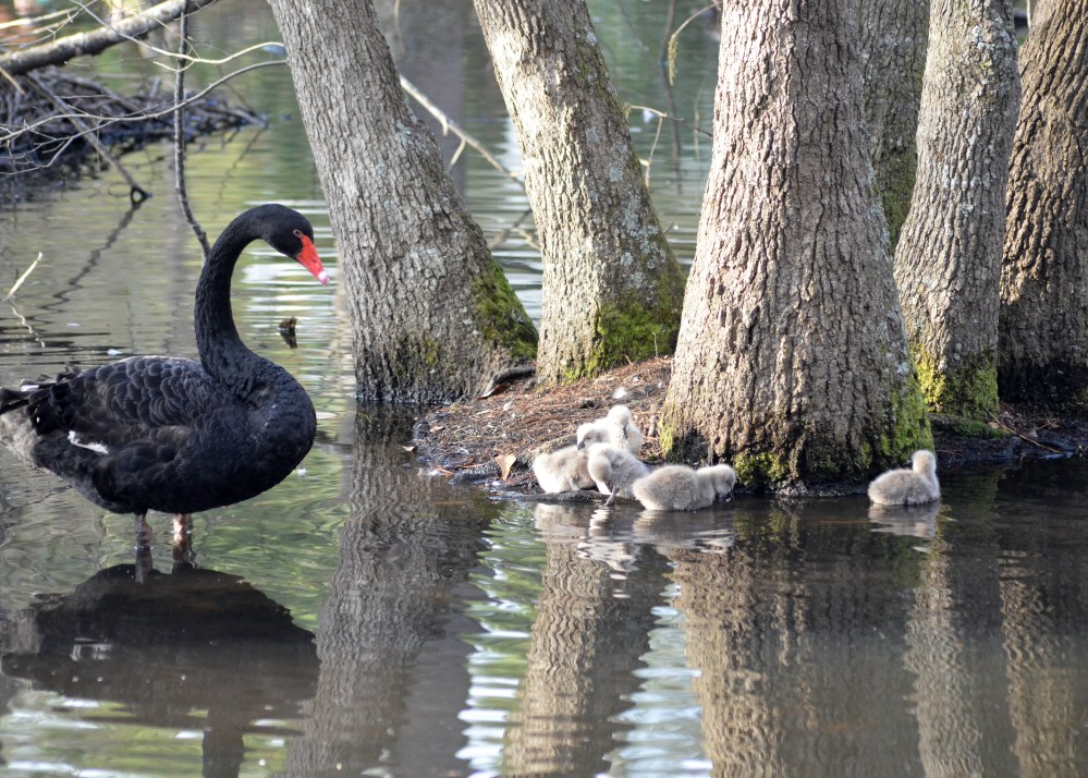 Mama Swan Keeping Her Eyes Open